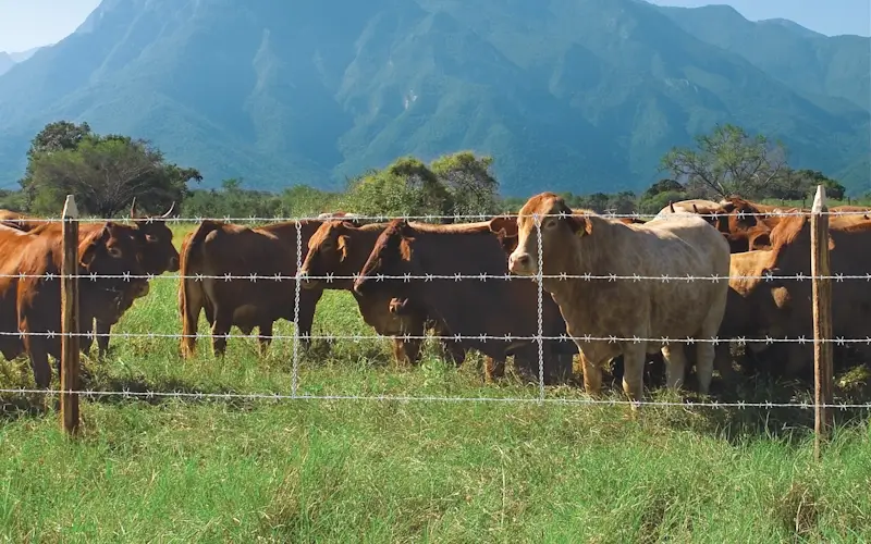 Separador y alambre para cerco eléctrico DEACERO® instalados sobre cerco de alambre de púas